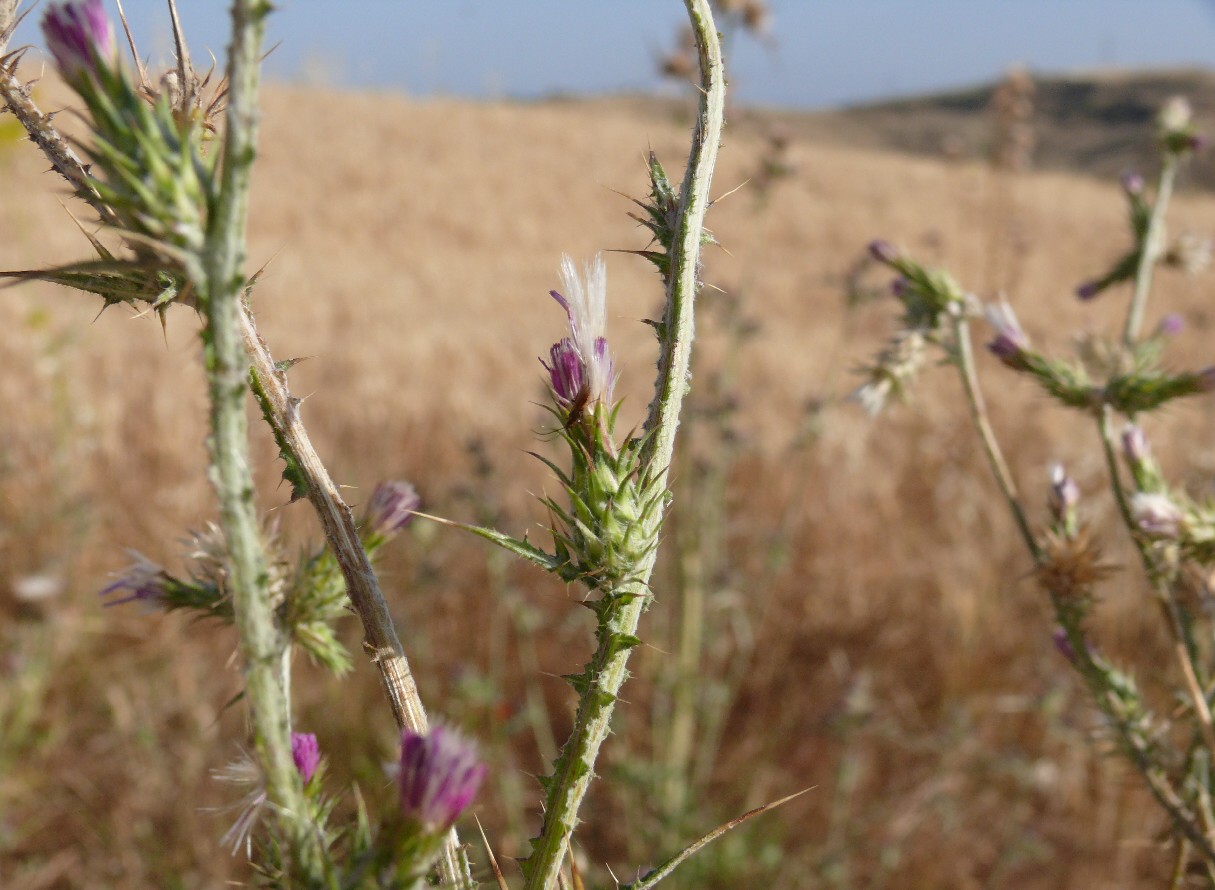 Carduus pycnocephalus / Cardo saettone